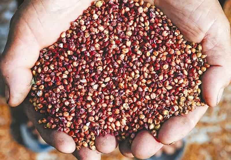 فروش سماق نکوبیده